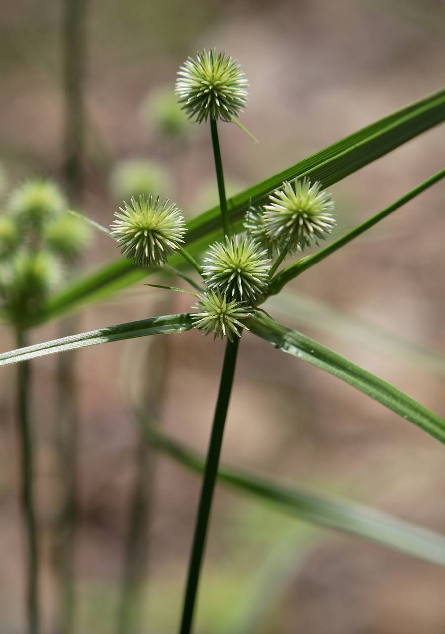 Photo of Globe Flatsedge