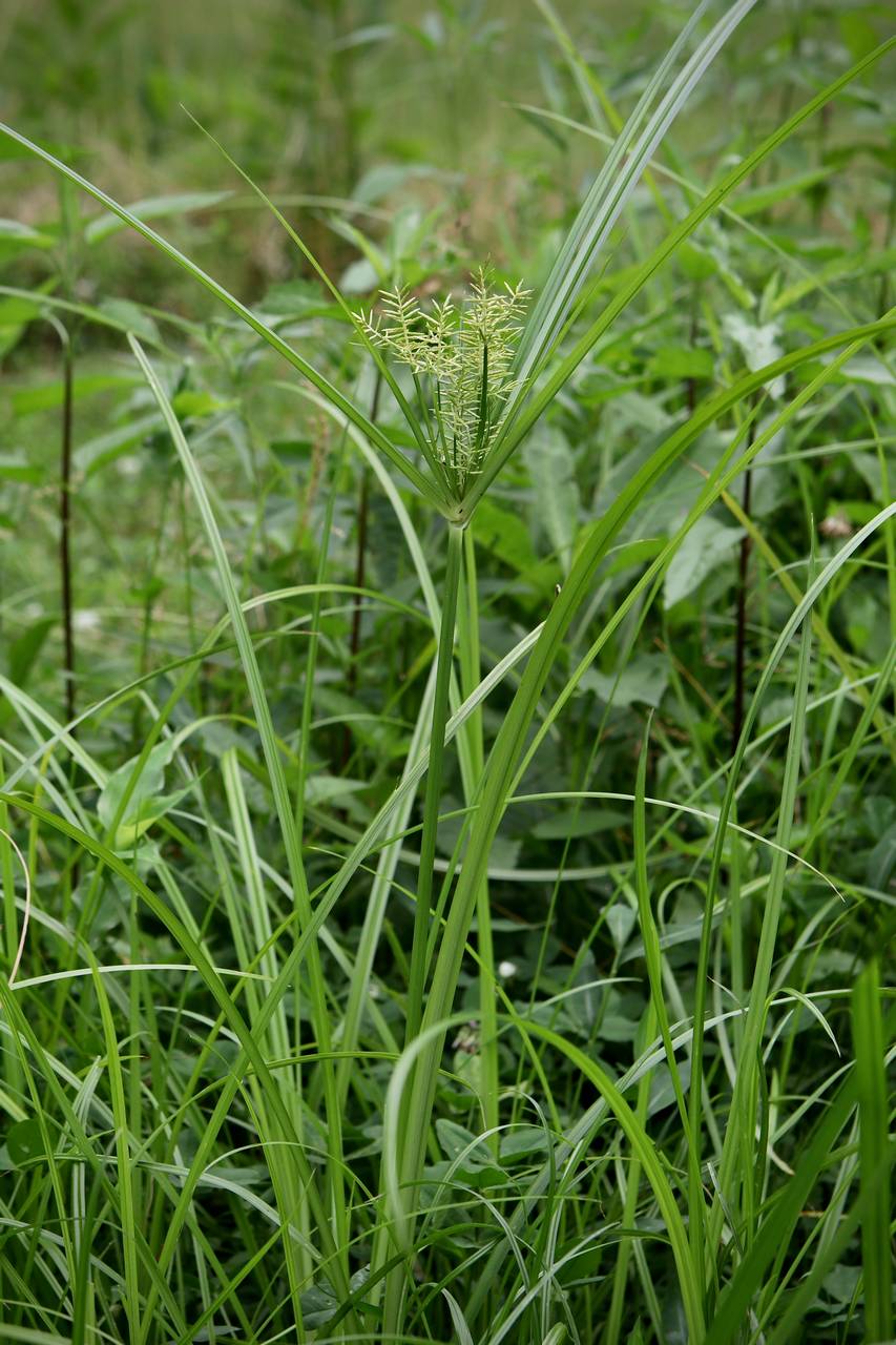 Photo of Yellow Nutsedge