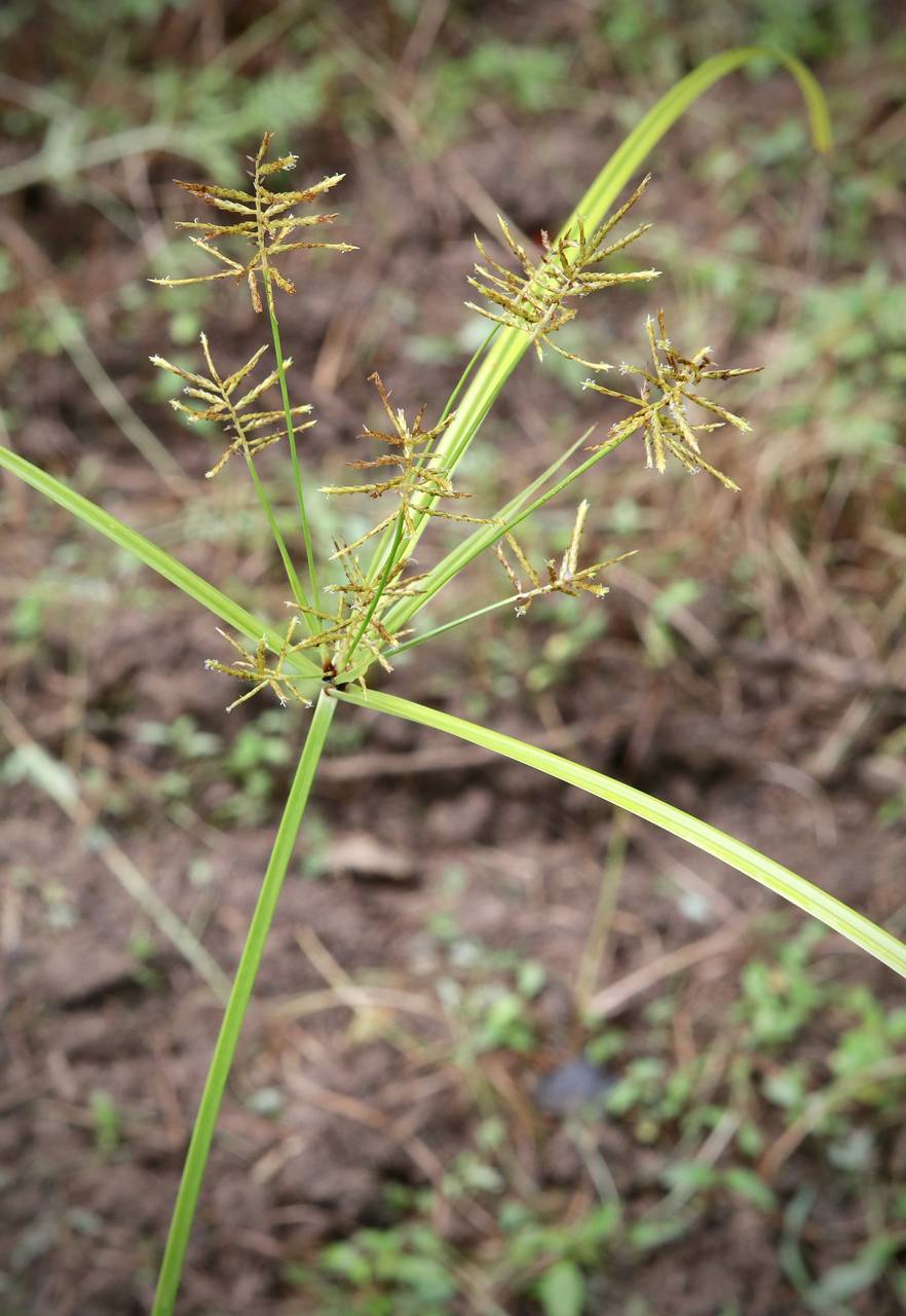 Photo of Yellow Nutsedge
