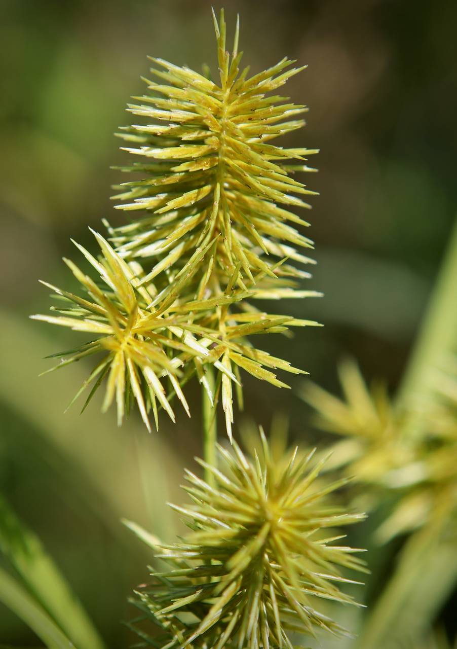 Photo of False Nutsedge
