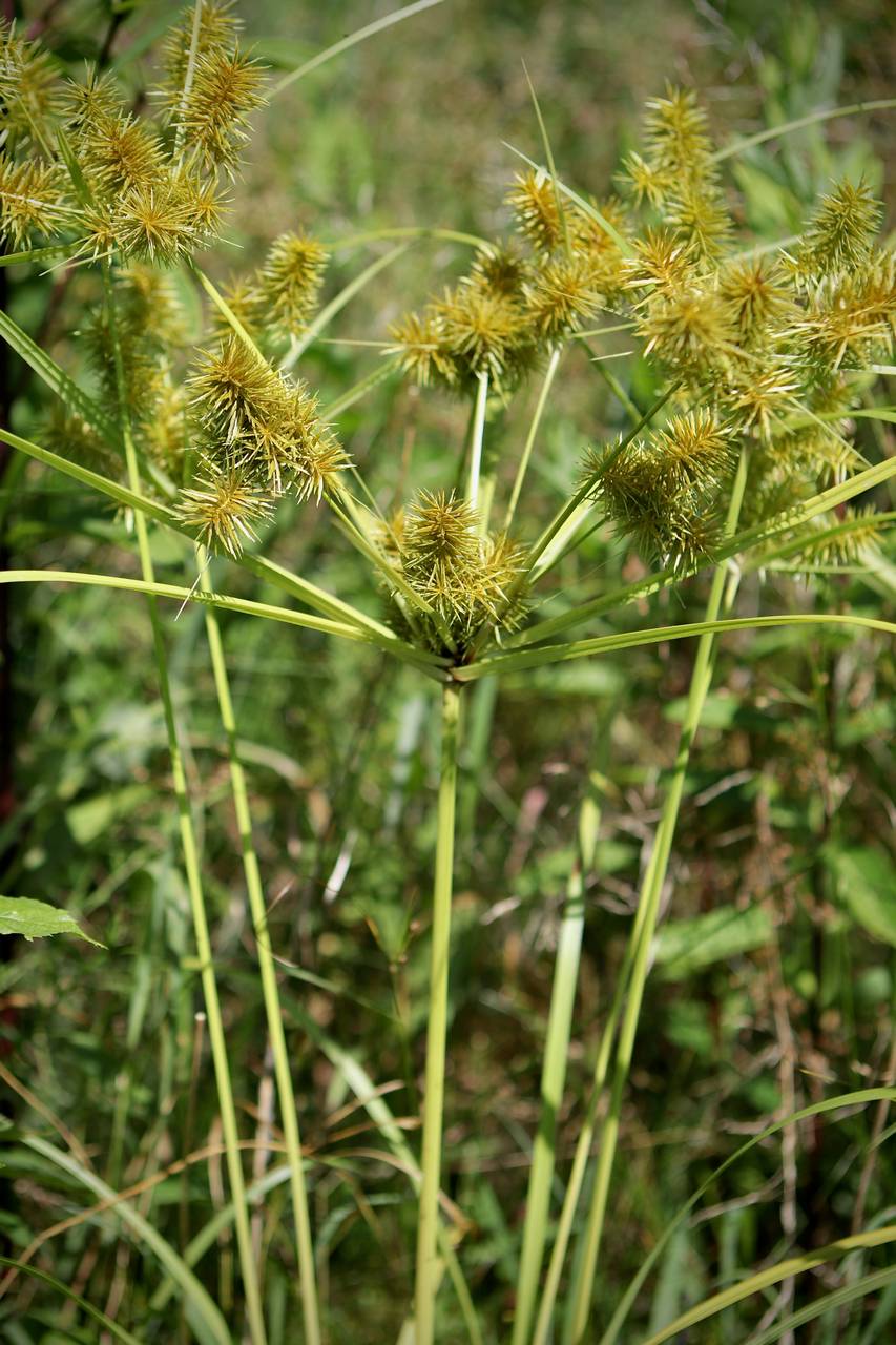 Photo of False Nutsedge