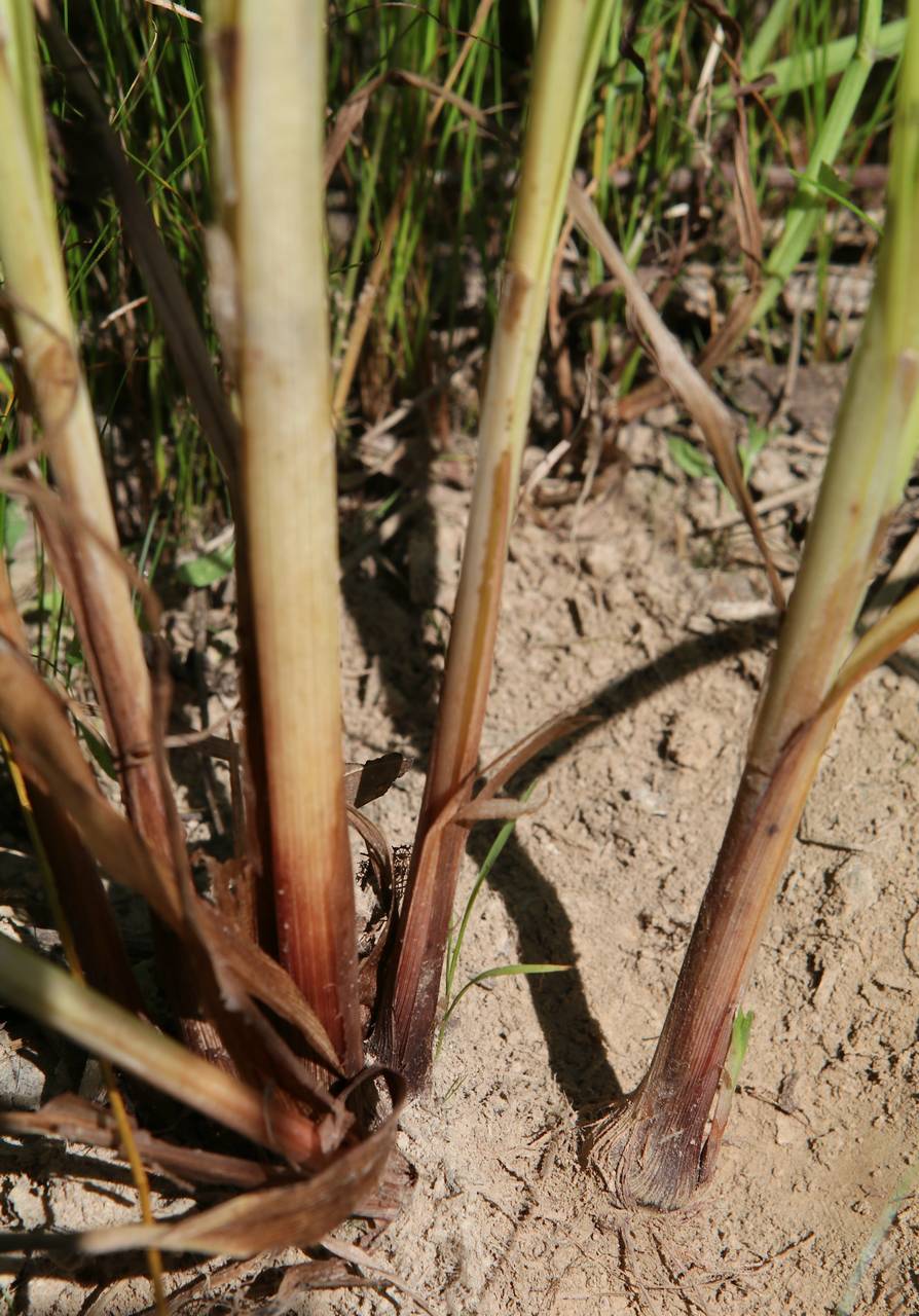 Photo of False Nutsedge