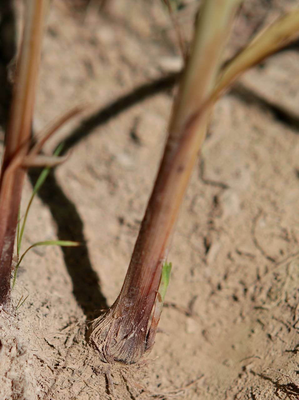 Photo of False Nutsedge
