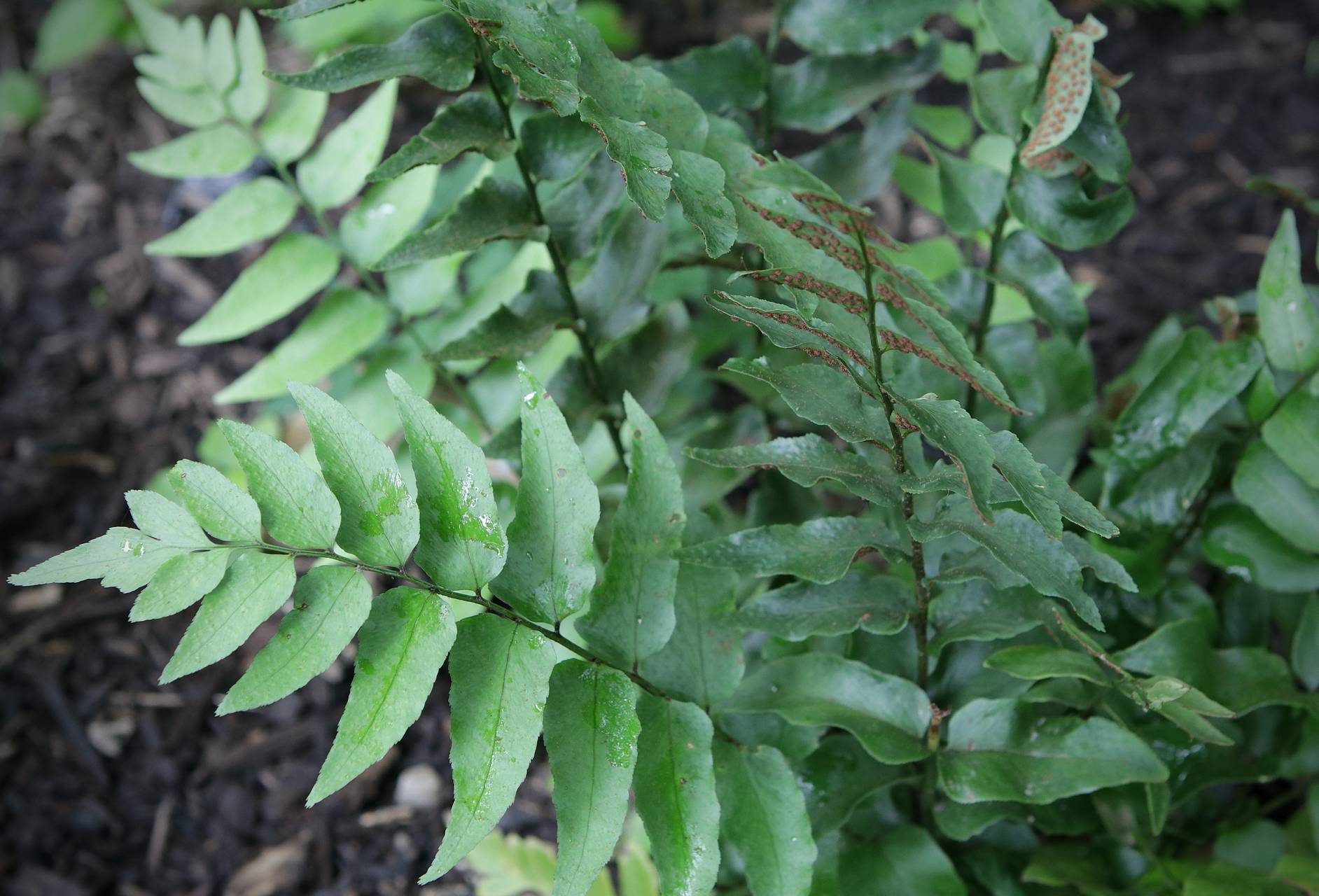 Photo of Fortune's Holly Fern