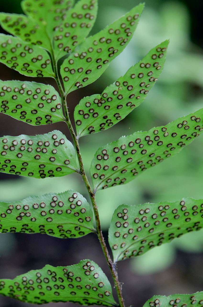 Photo of Fortune's Holly Fern