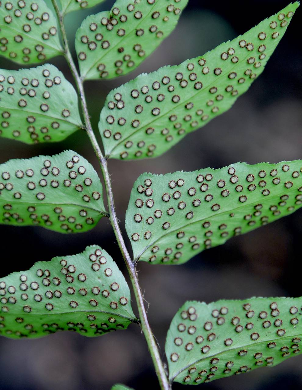 Photo of Fortune's Holly Fern