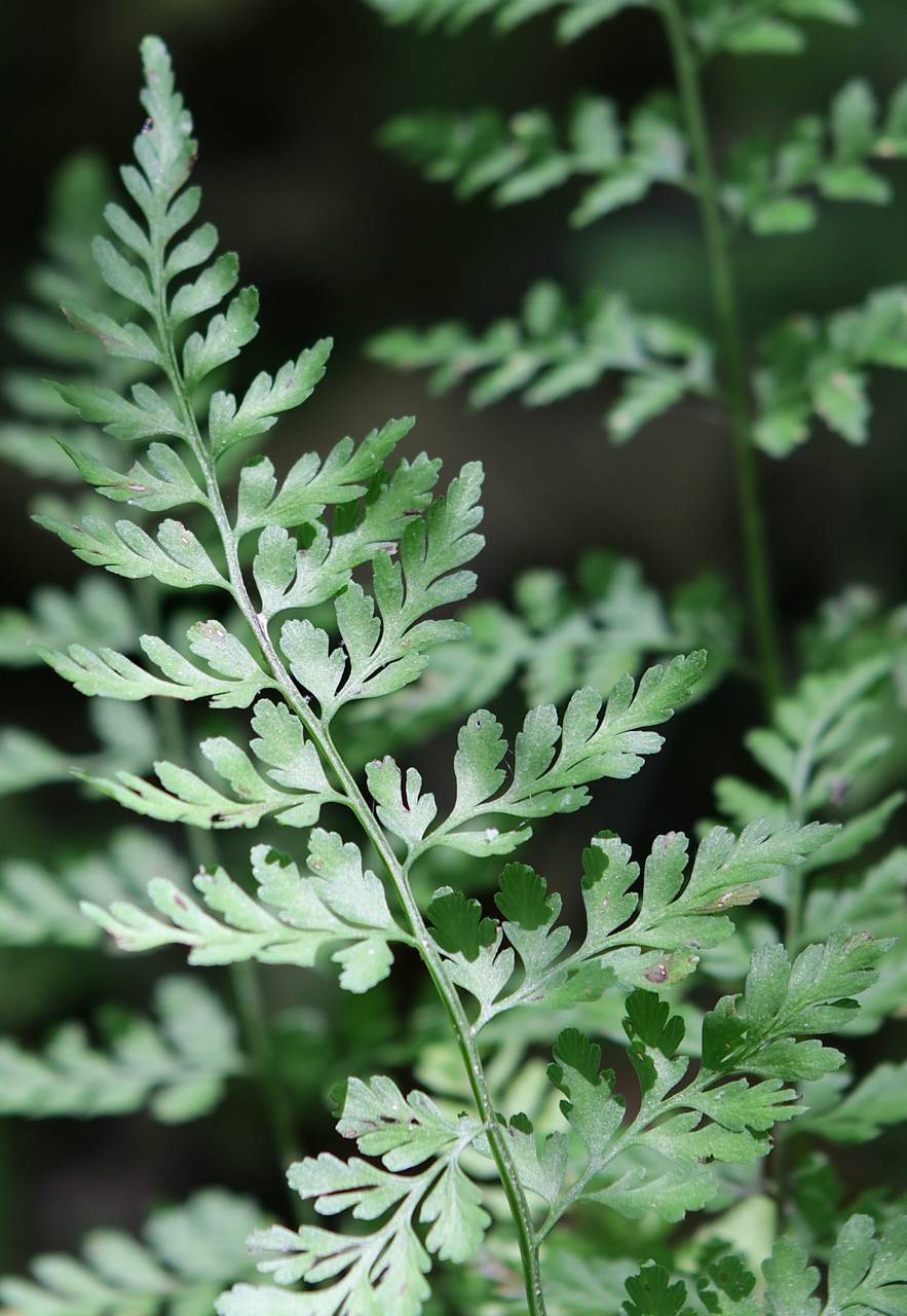 Photo of Southern Fragile Fern