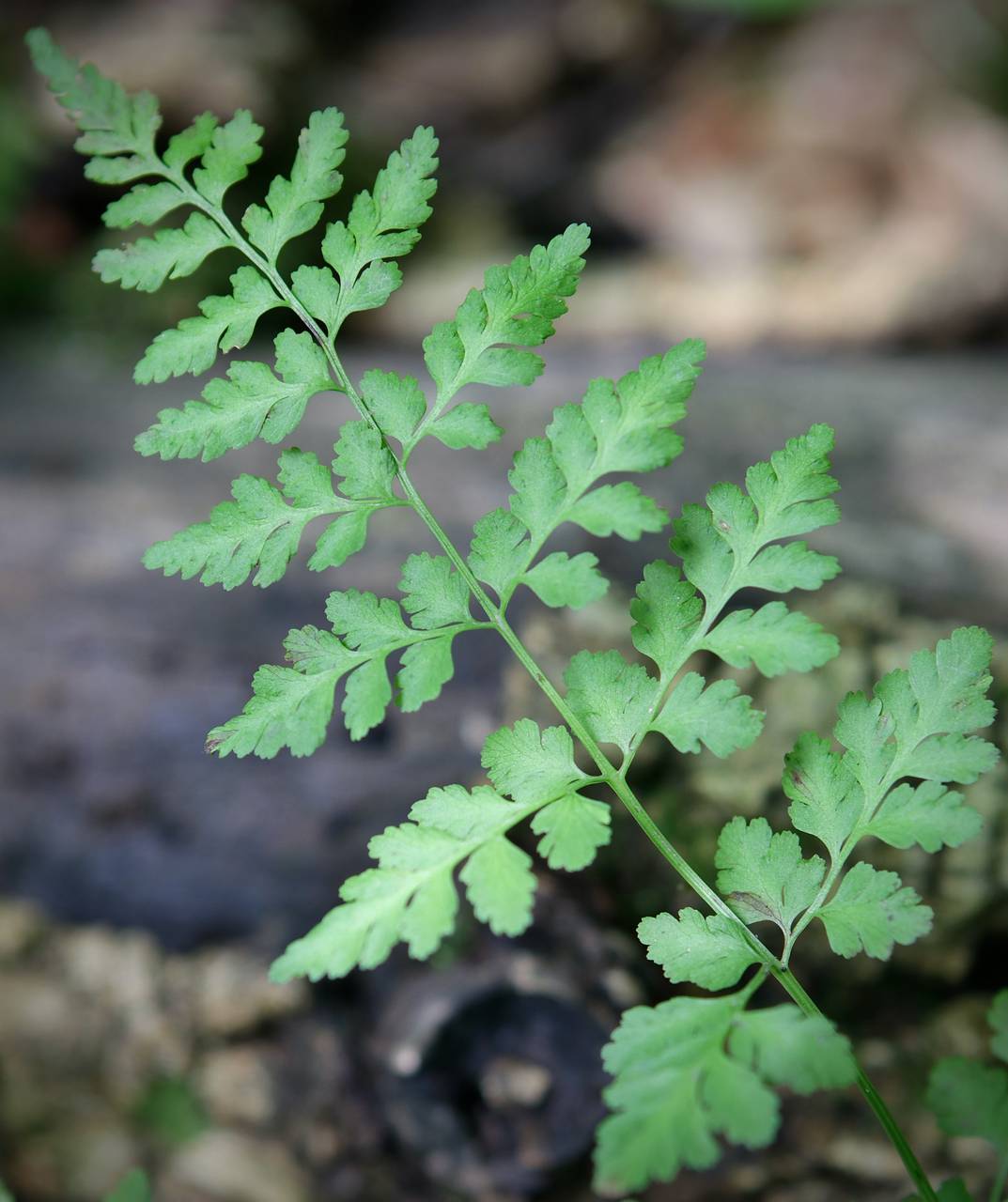 Photo of Southern Fragile Fern