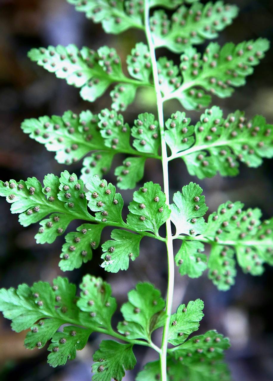 Photo of Southern Fragile Fern