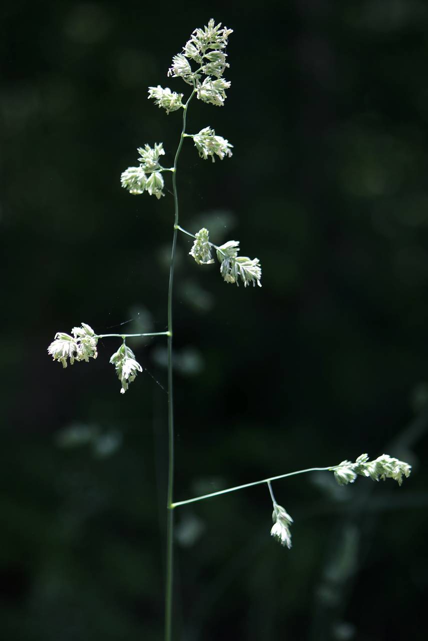 Photo of Orchard Grass