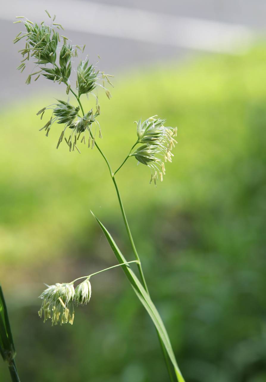Photo of Orchard Grass