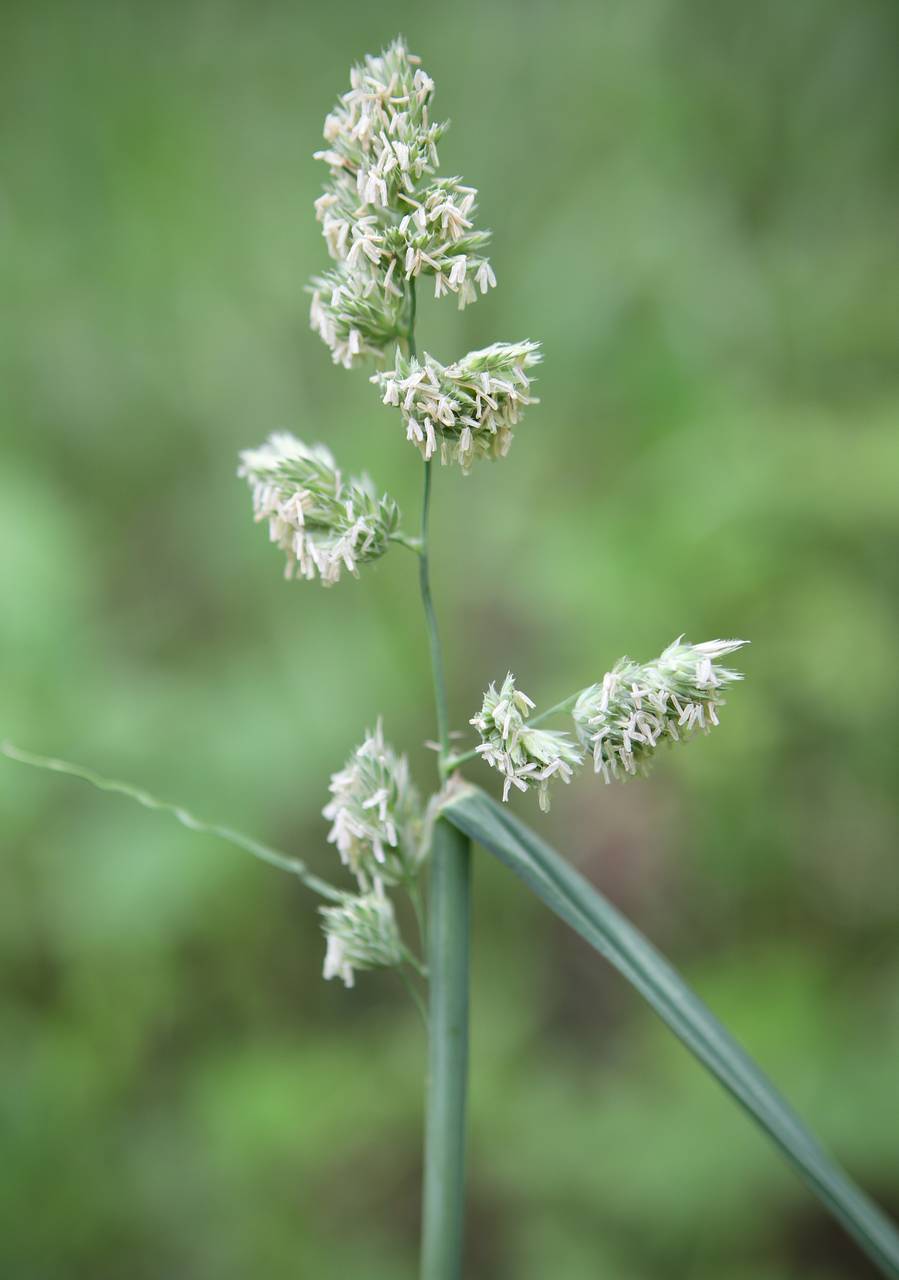 Photo of Orchard Grass