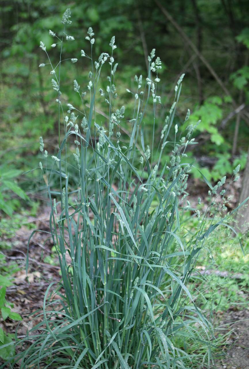 Photo of Orchard Grass