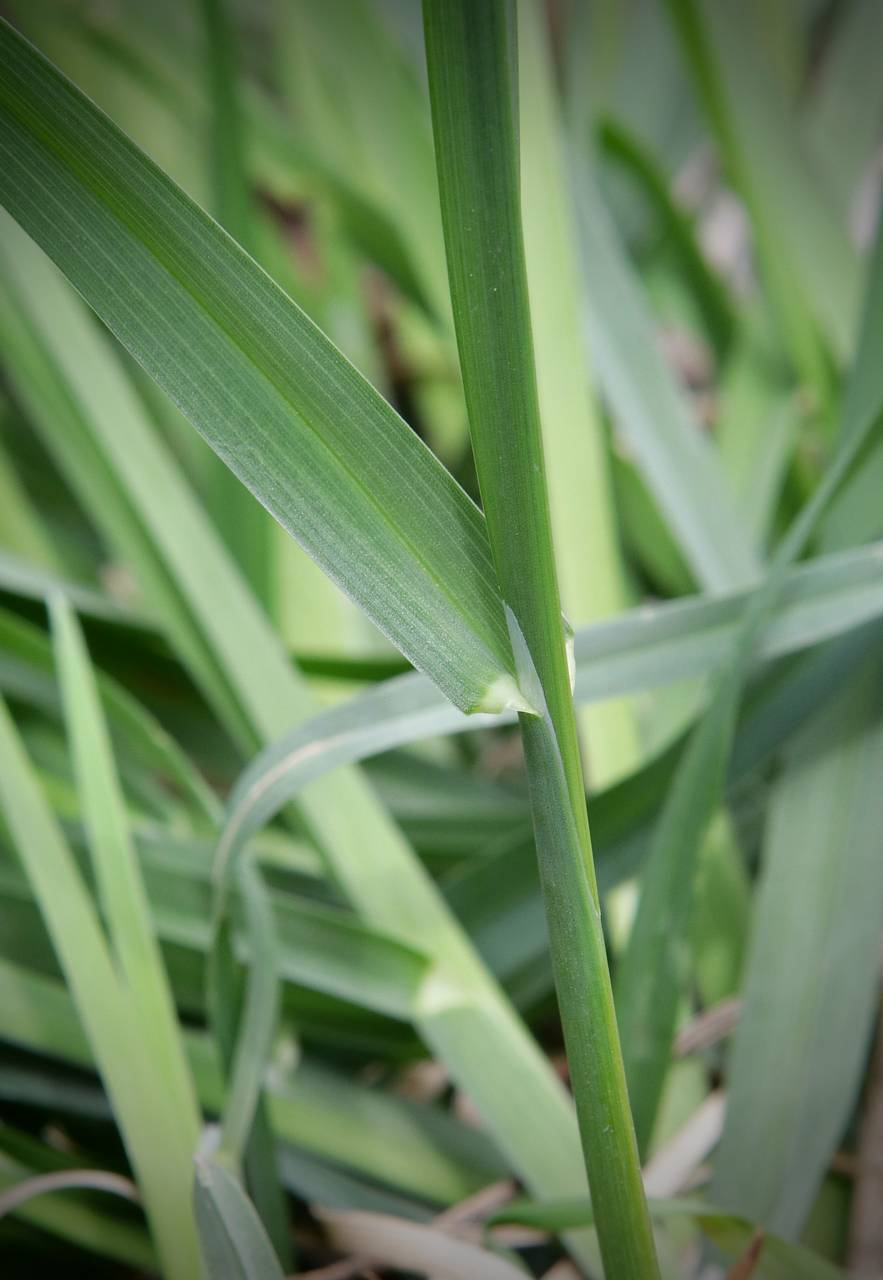 Photo of Orchard Grass