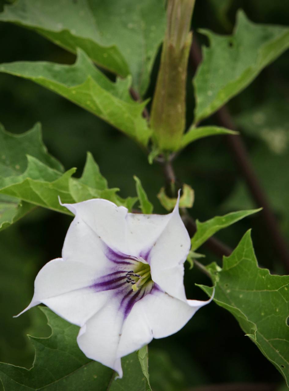 Photo of Jimsonweed