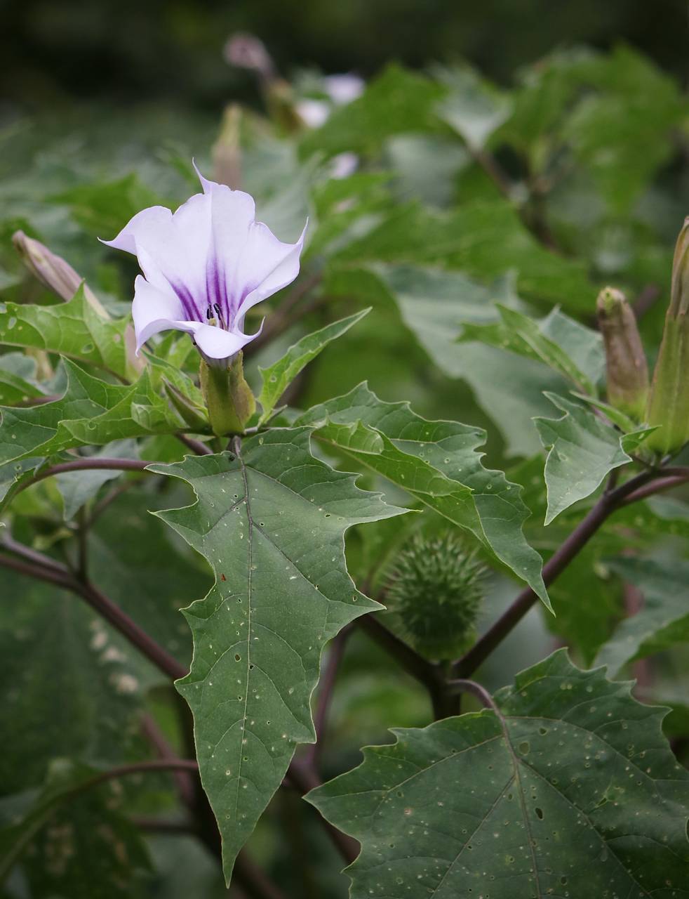 Photo of Jimsonweed