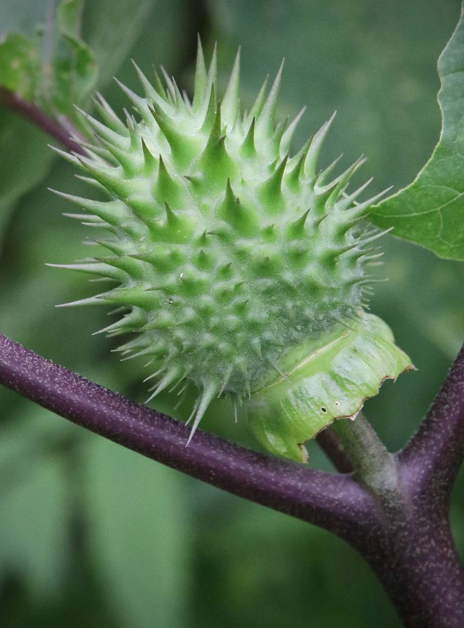 Photo of Jimsonweed