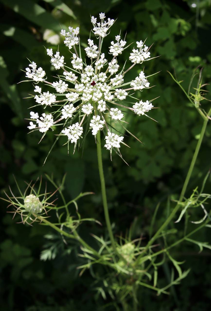 Photo of Queen Anne's Lace