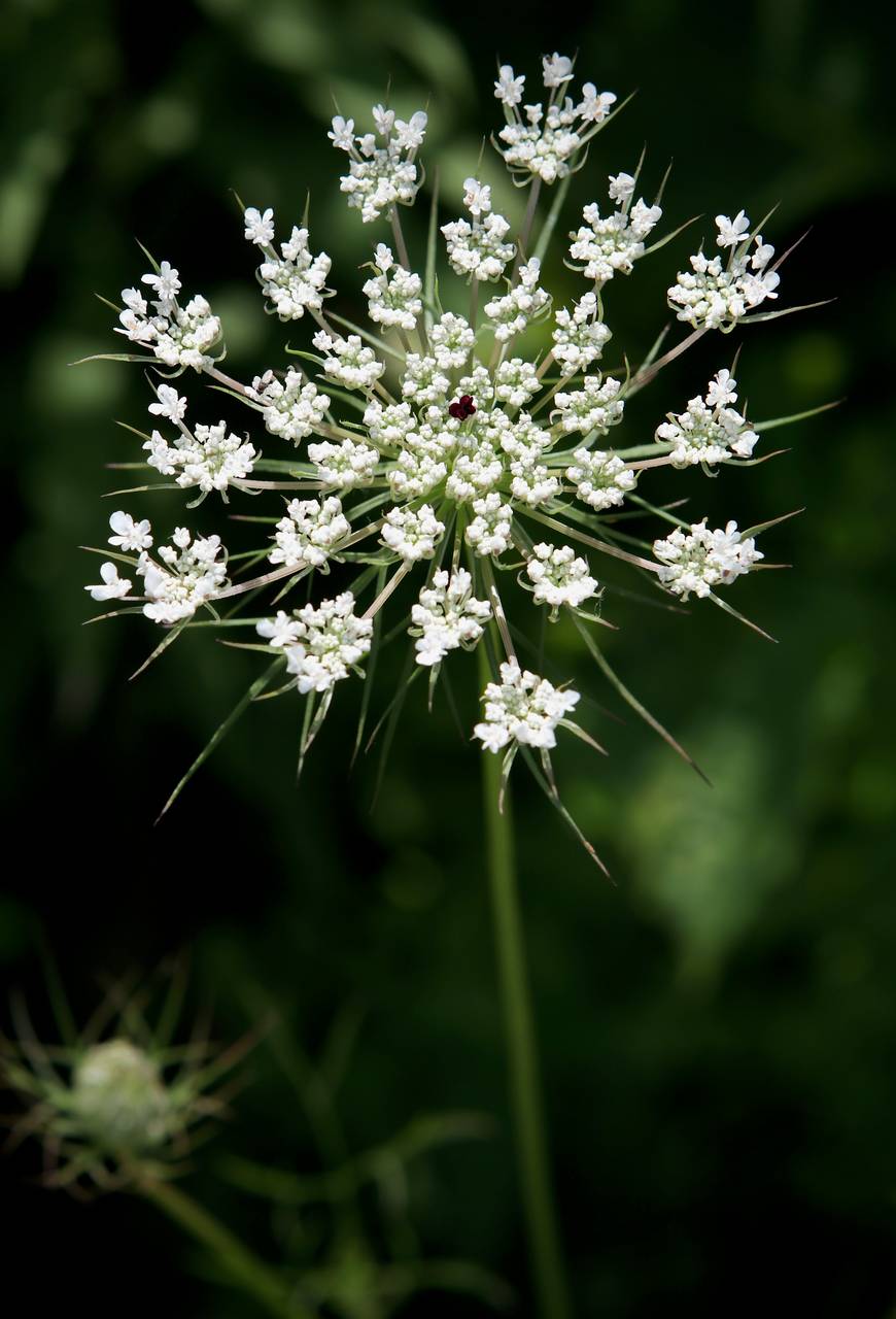 Photo of Queen Anne's Lace