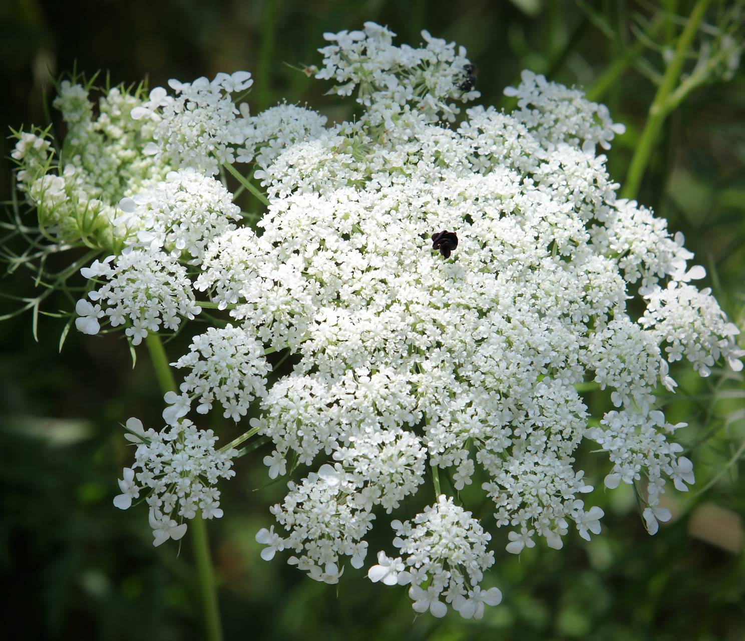 Photo of Queen Anne's Lace