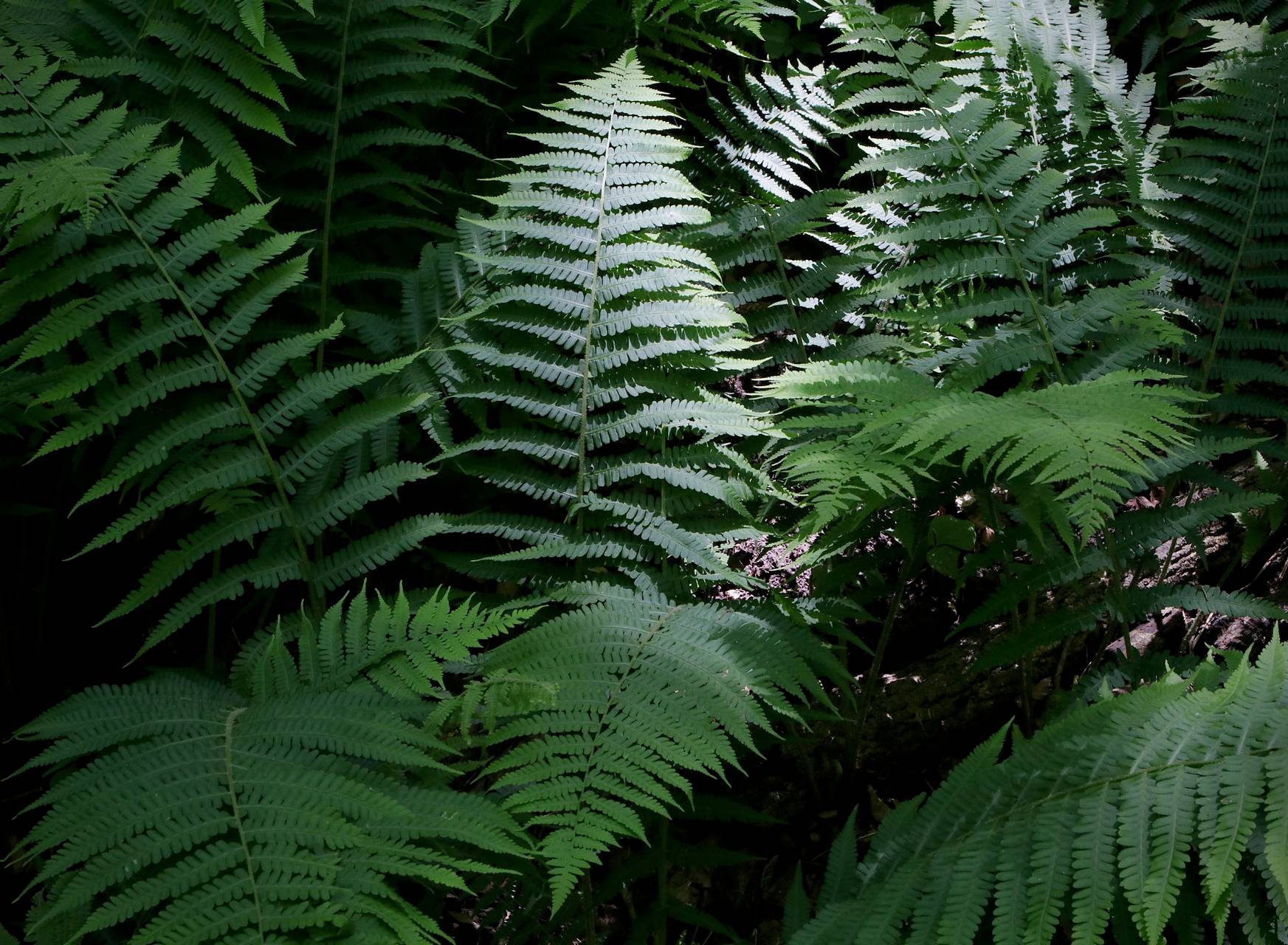 Photo of Silvery Glade Fern