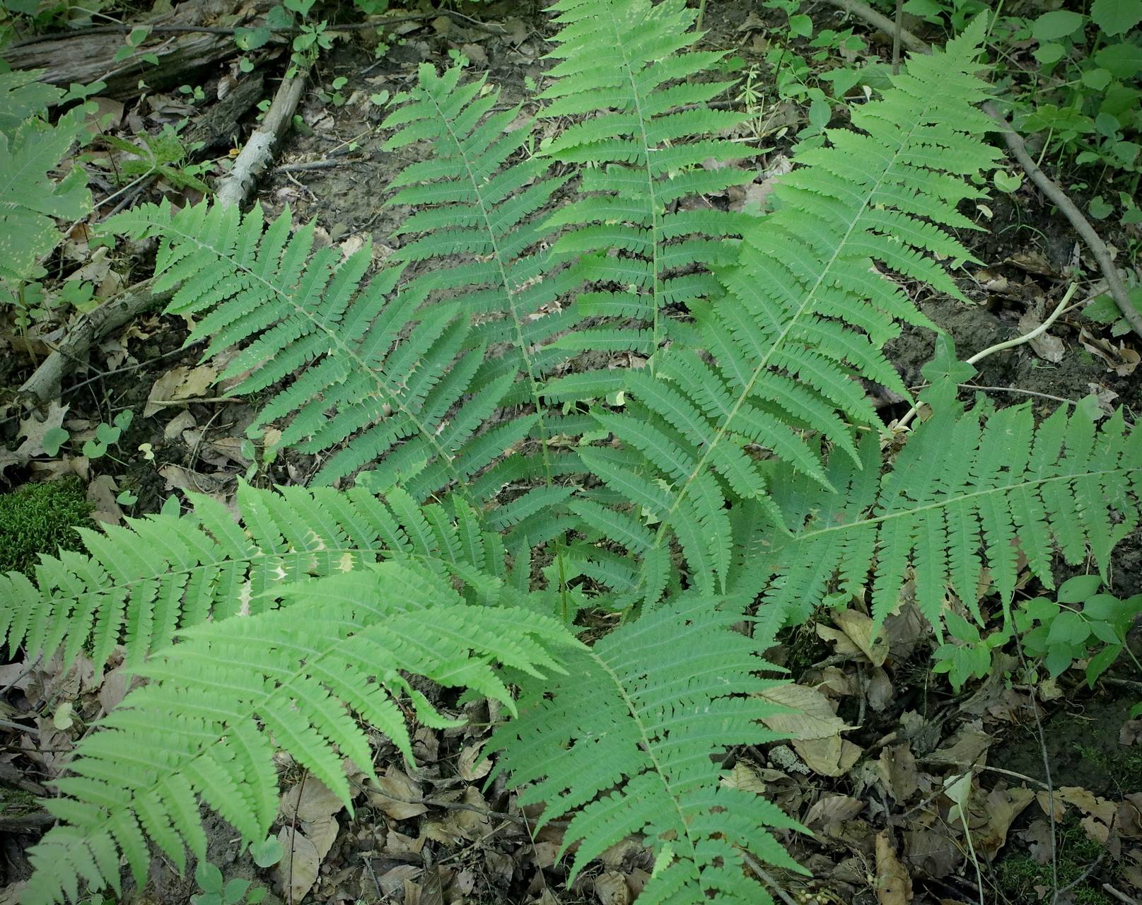Photo of Silvery Glade Fern