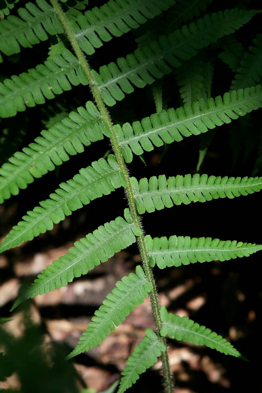 Photo of Silvery Glade Fern