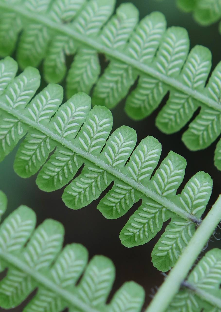 Photo of Silvery Glade Fern