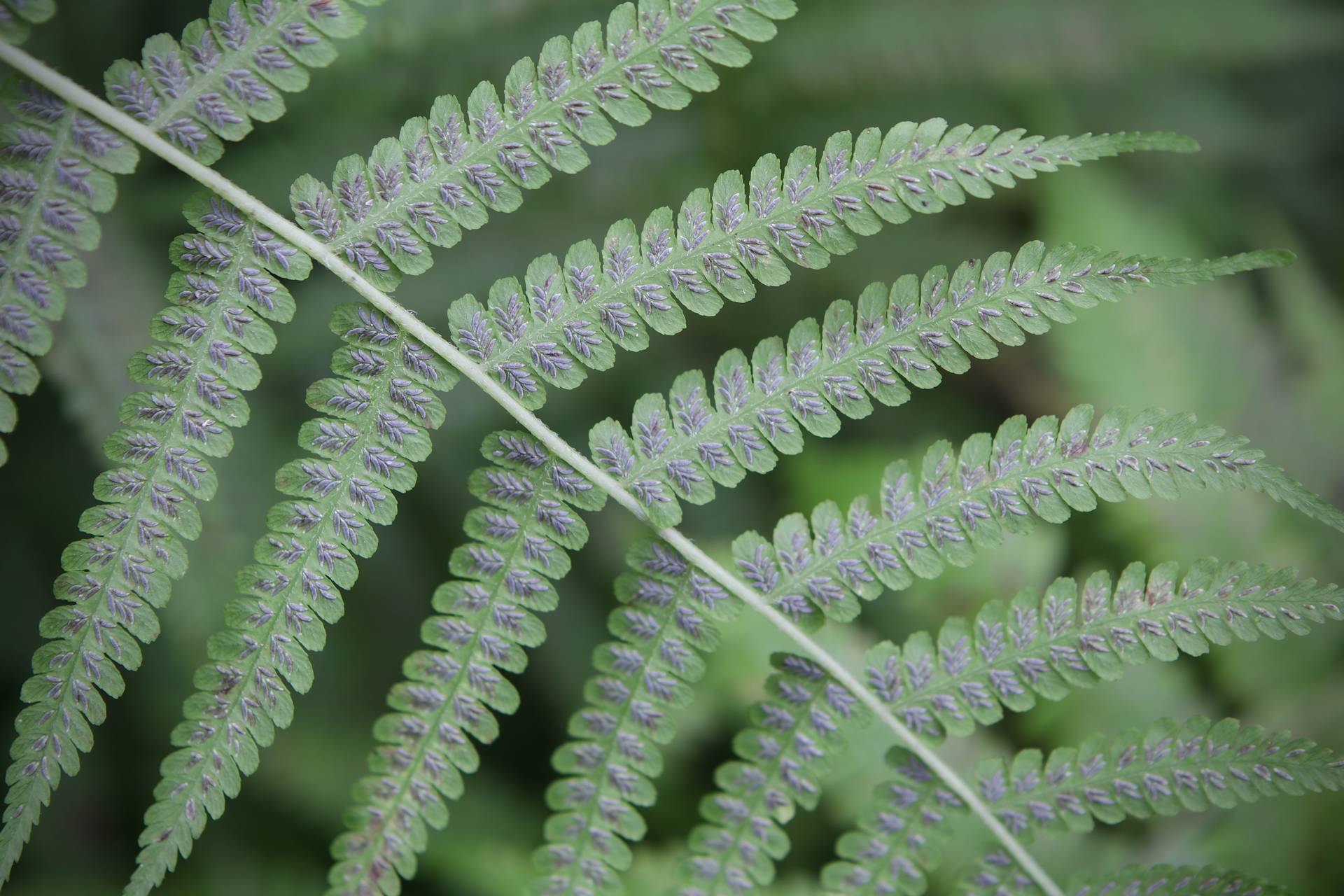 Photo of Silvery Glade Fern
