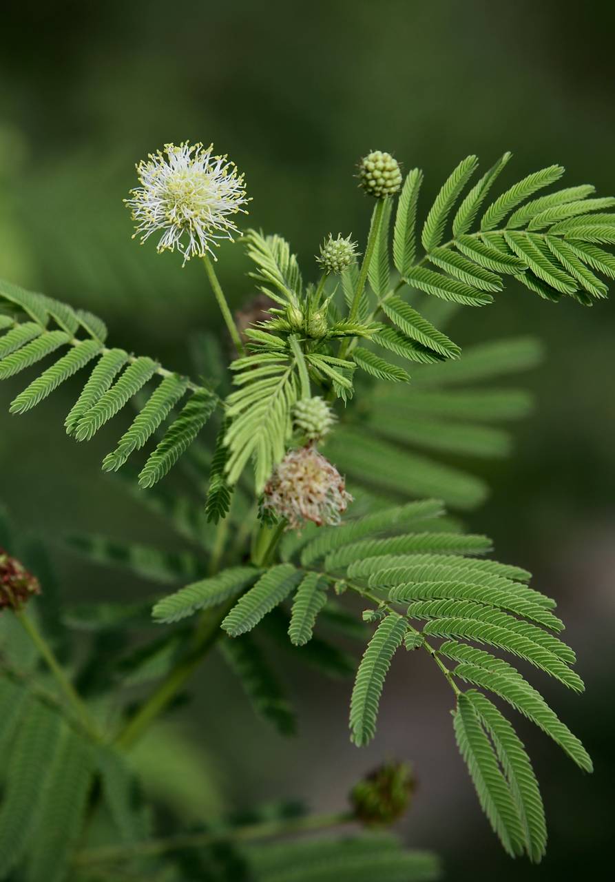 Photo of Prairie Mimosa