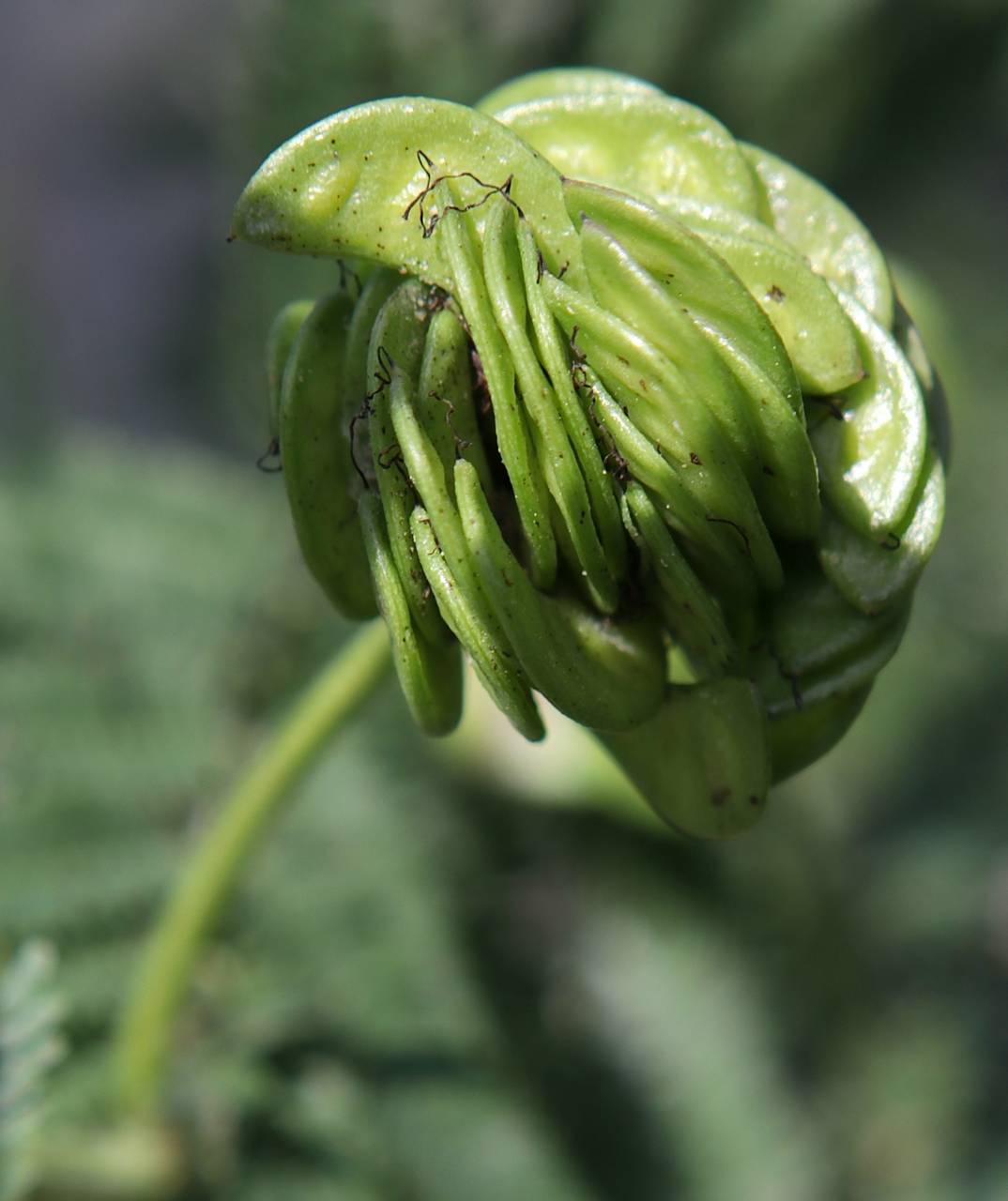 Photo of Prairie Mimosa