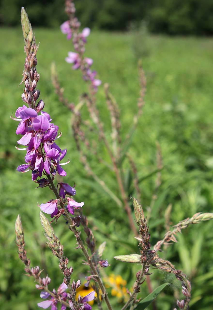 Photo of Showy Tick Trefoil