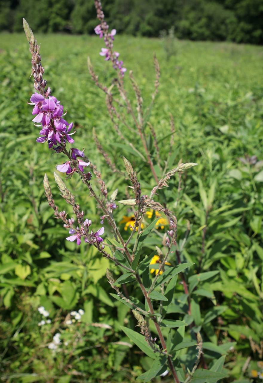 Photo of Showy Tick Trefoil