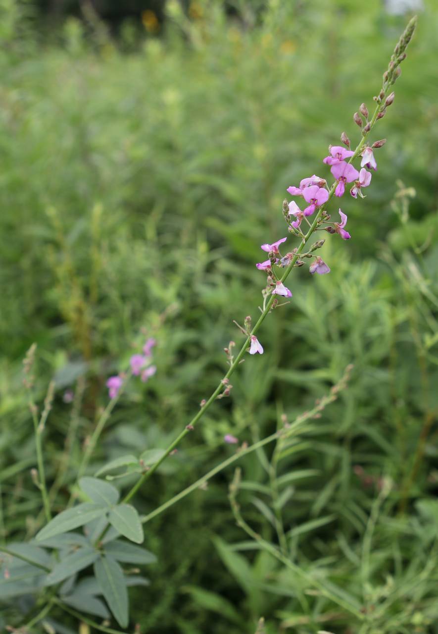 Photo of Showy Tick Trefoil