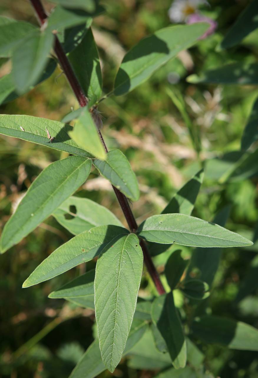 Photo of Showy Tick Trefoil