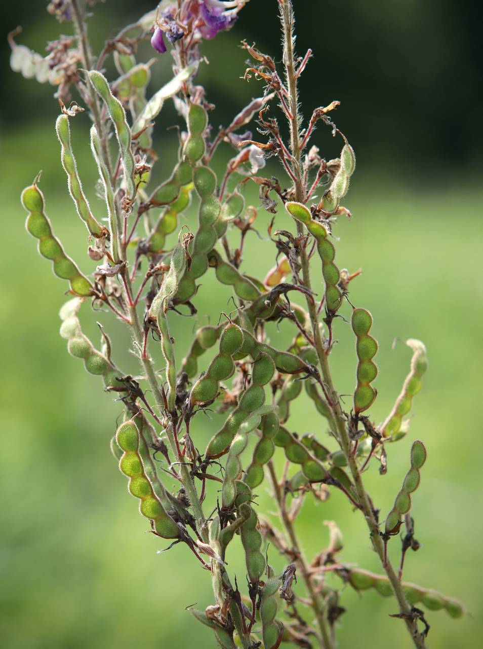 Photo of Showy Tick Trefoil