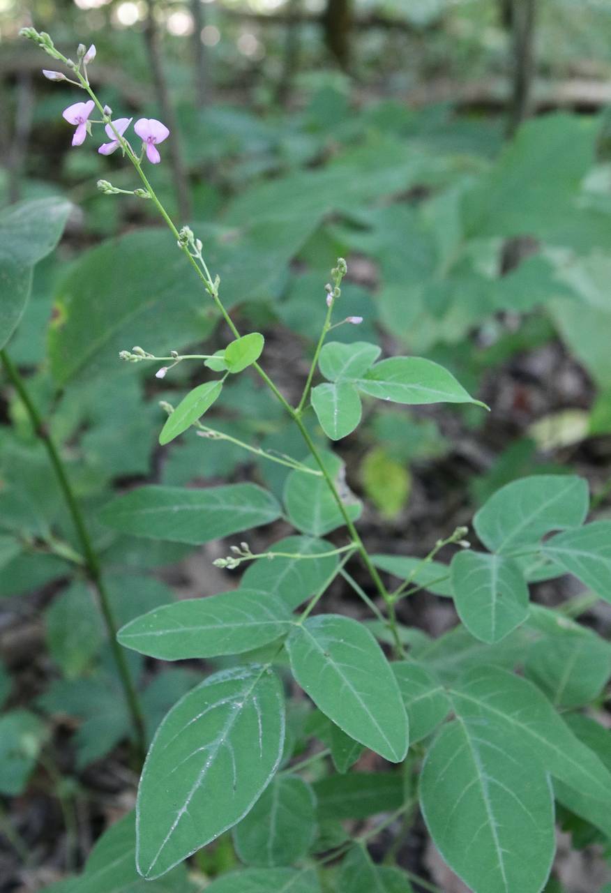 Photo of Dillen's Tick Trefoil