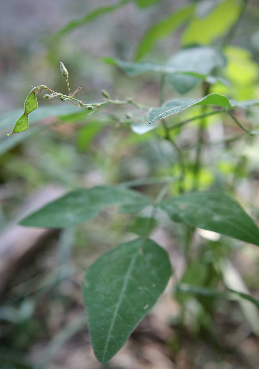 Photo of Dillen's Tick Trefoil