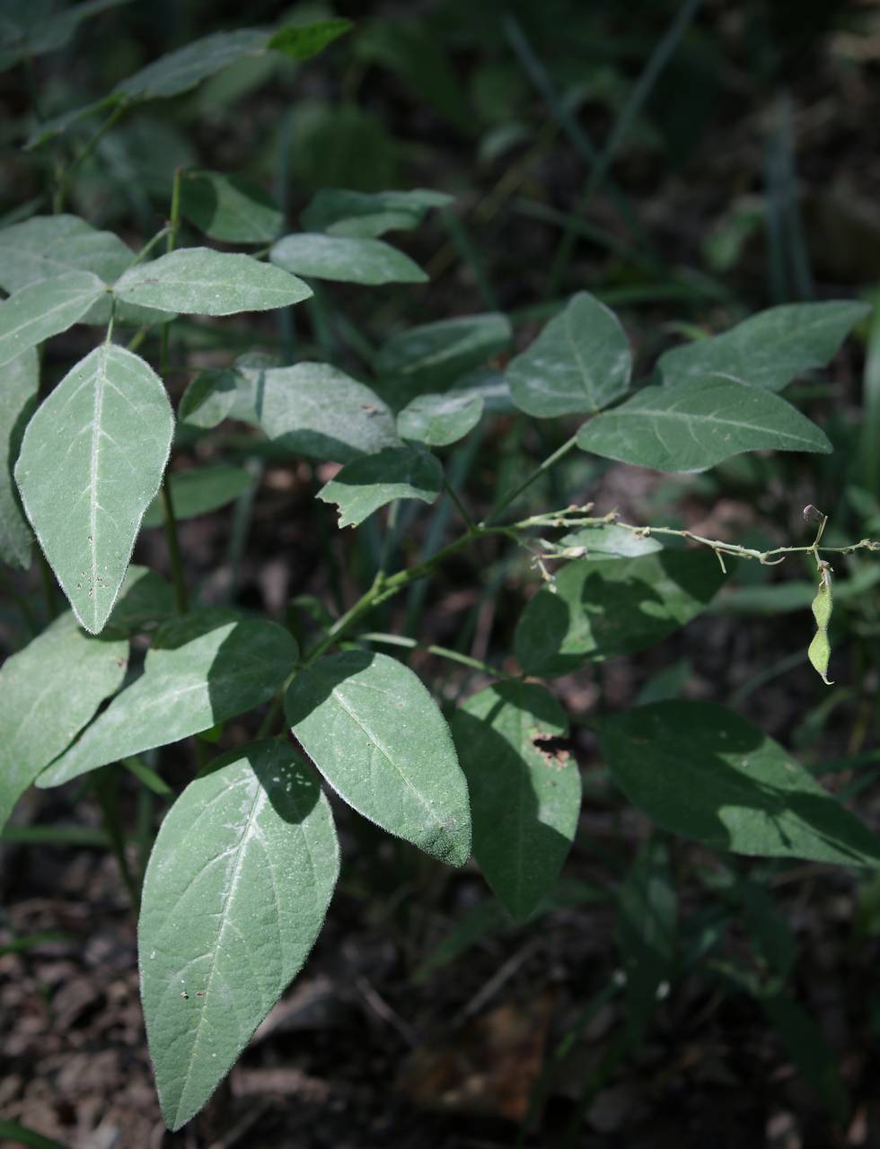 Photo of Dillen's Tick Trefoil