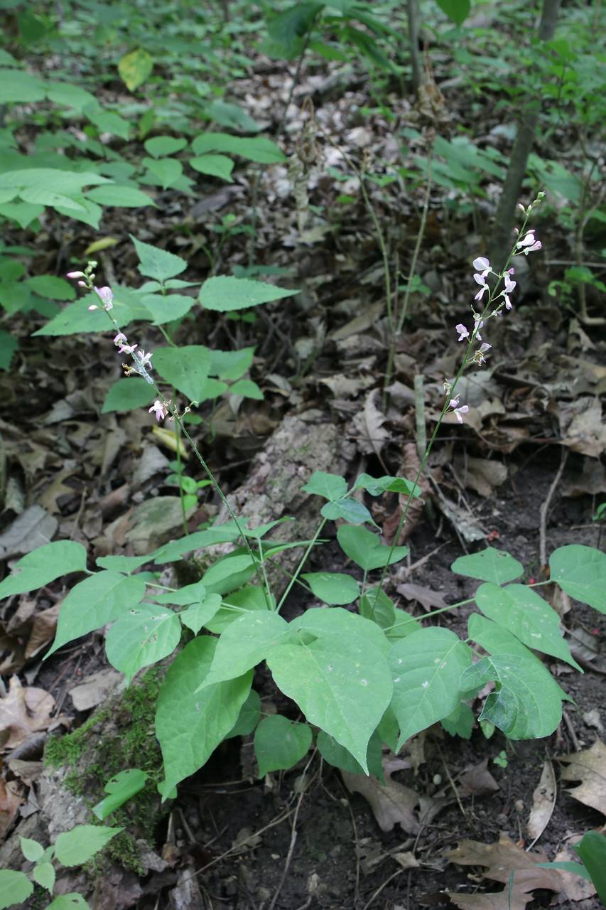 Photo of Pointed-Leaved Tick Trefoil