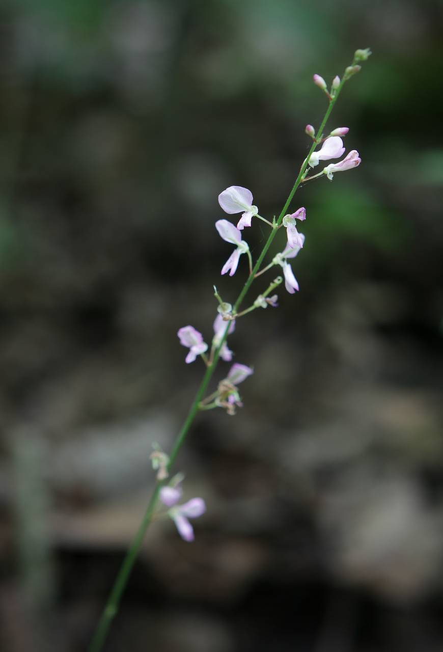Photo of Pointed-Leaved Tick Trefoil