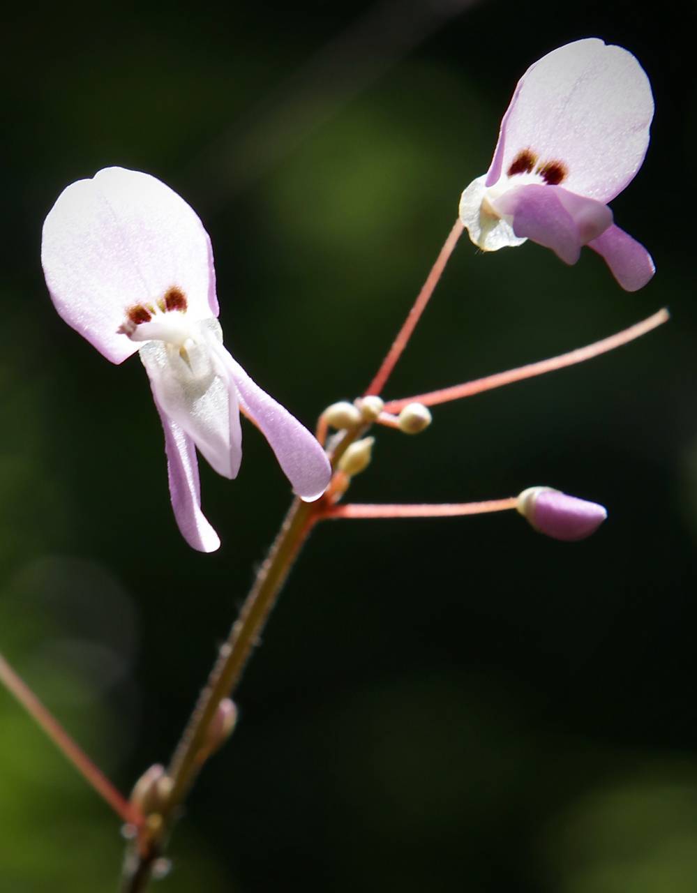 Photo of Naked-Flowered Tick Trefoil