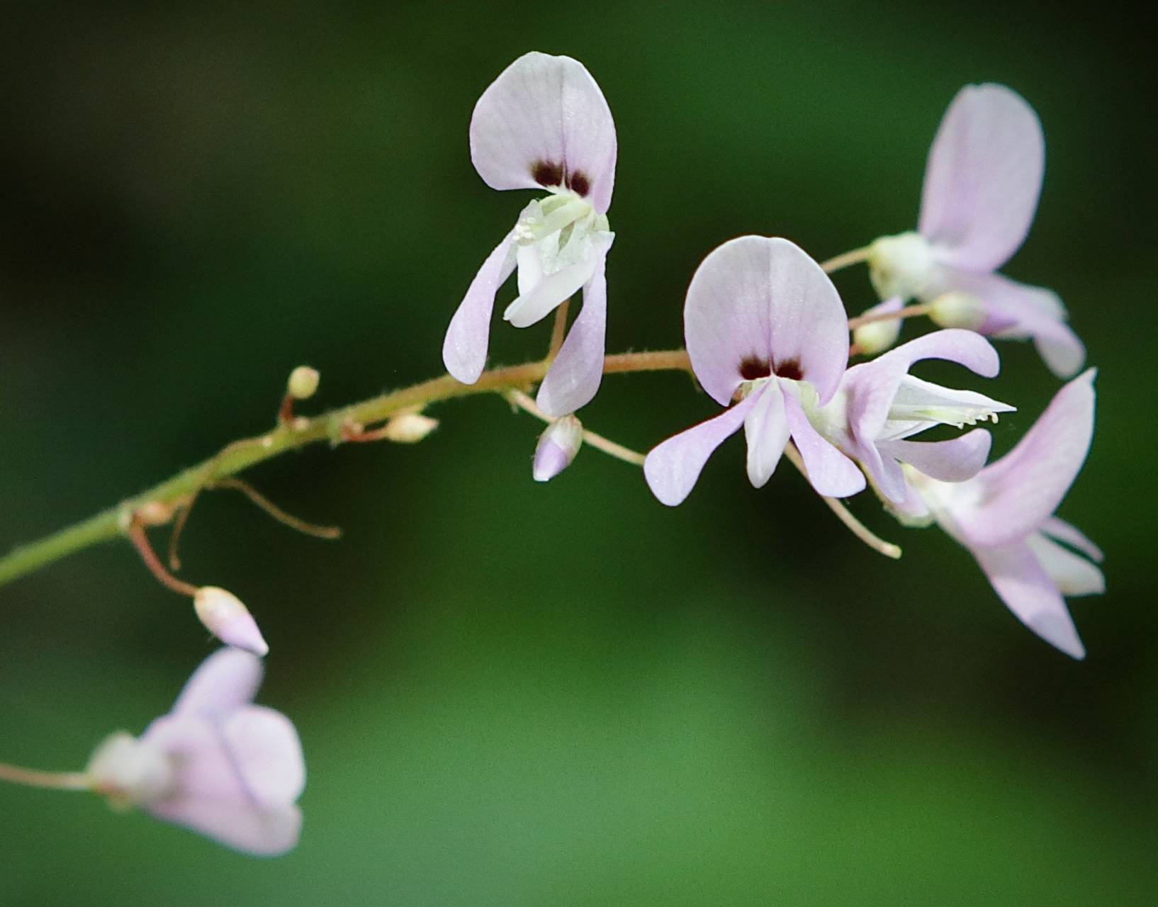 Photo of Naked-Flowered Tick Trefoil
