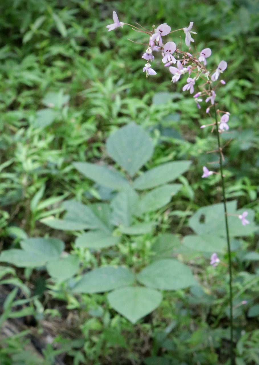 Photo of Naked-Flowered Tick Trefoil