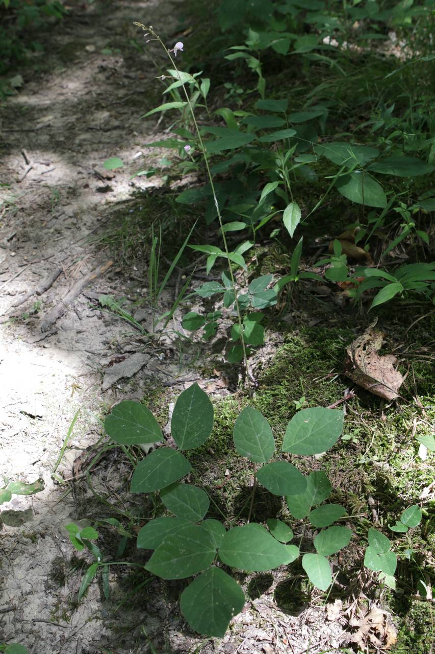 Photo of Naked-Flowered Tick Trefoil