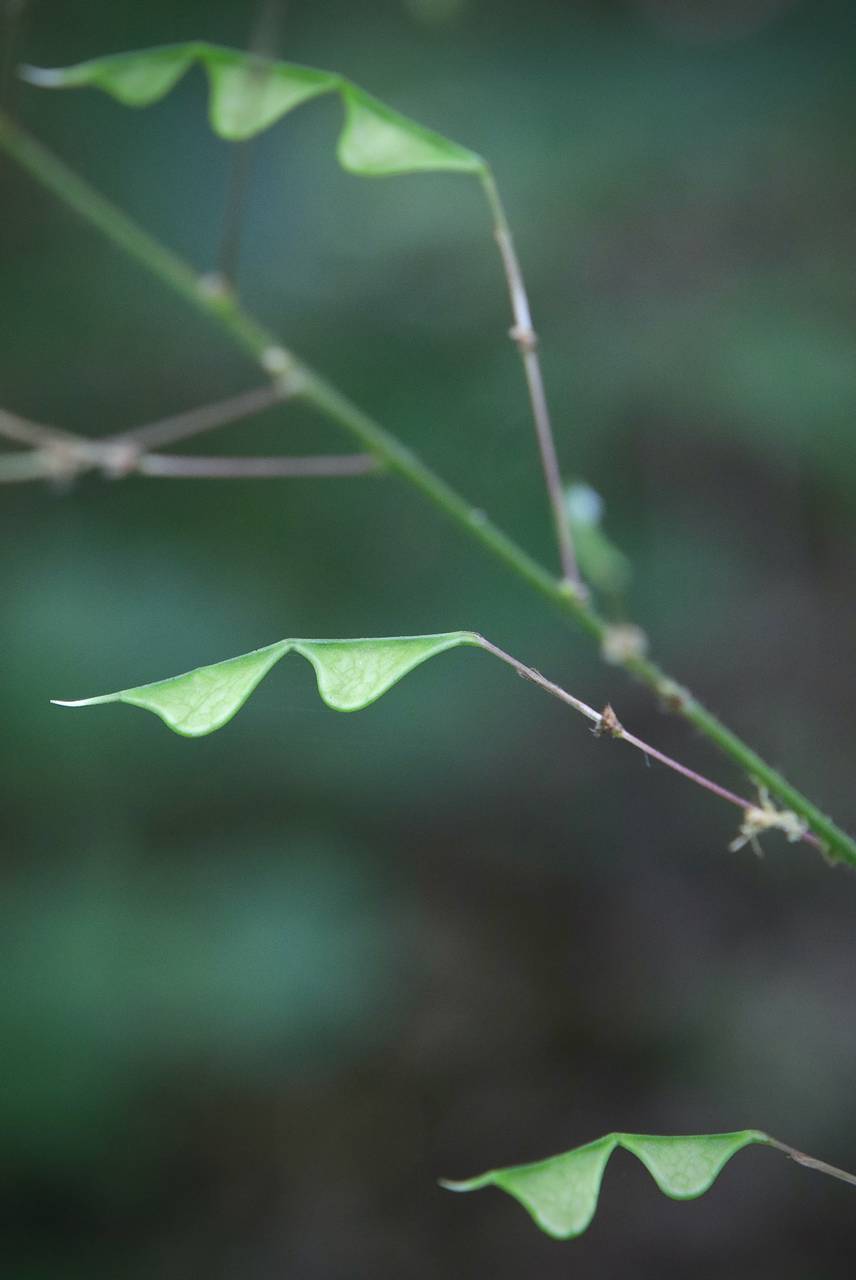 Photo of Naked-Flowered Tick Trefoil