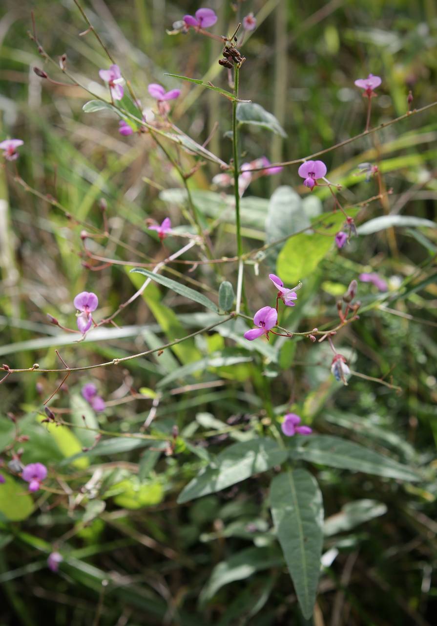 Photo of Panicled Tick Trefoil