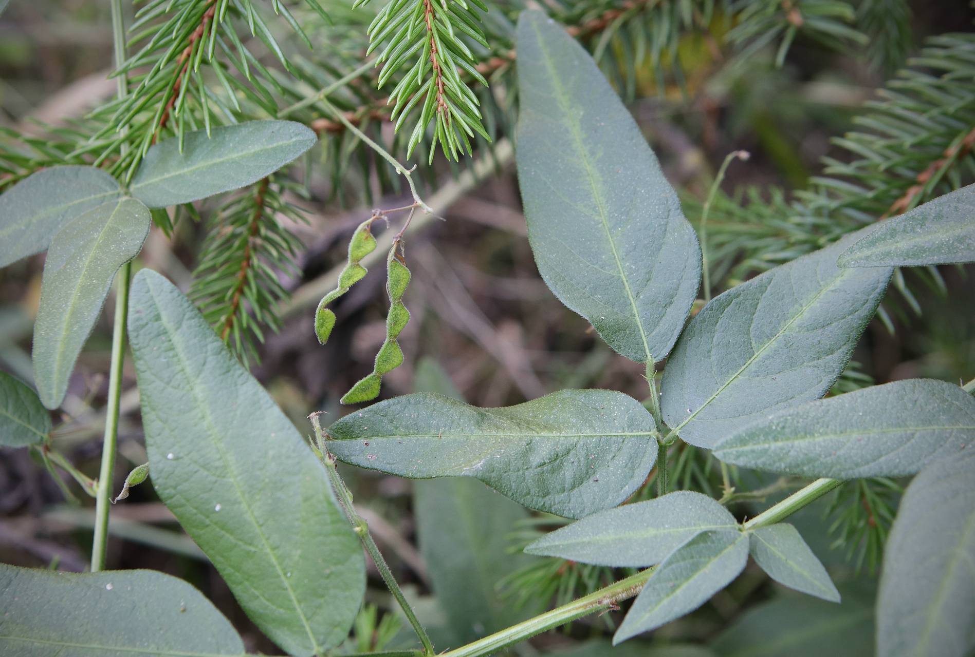 Photo of Panicled Tick Trefoil