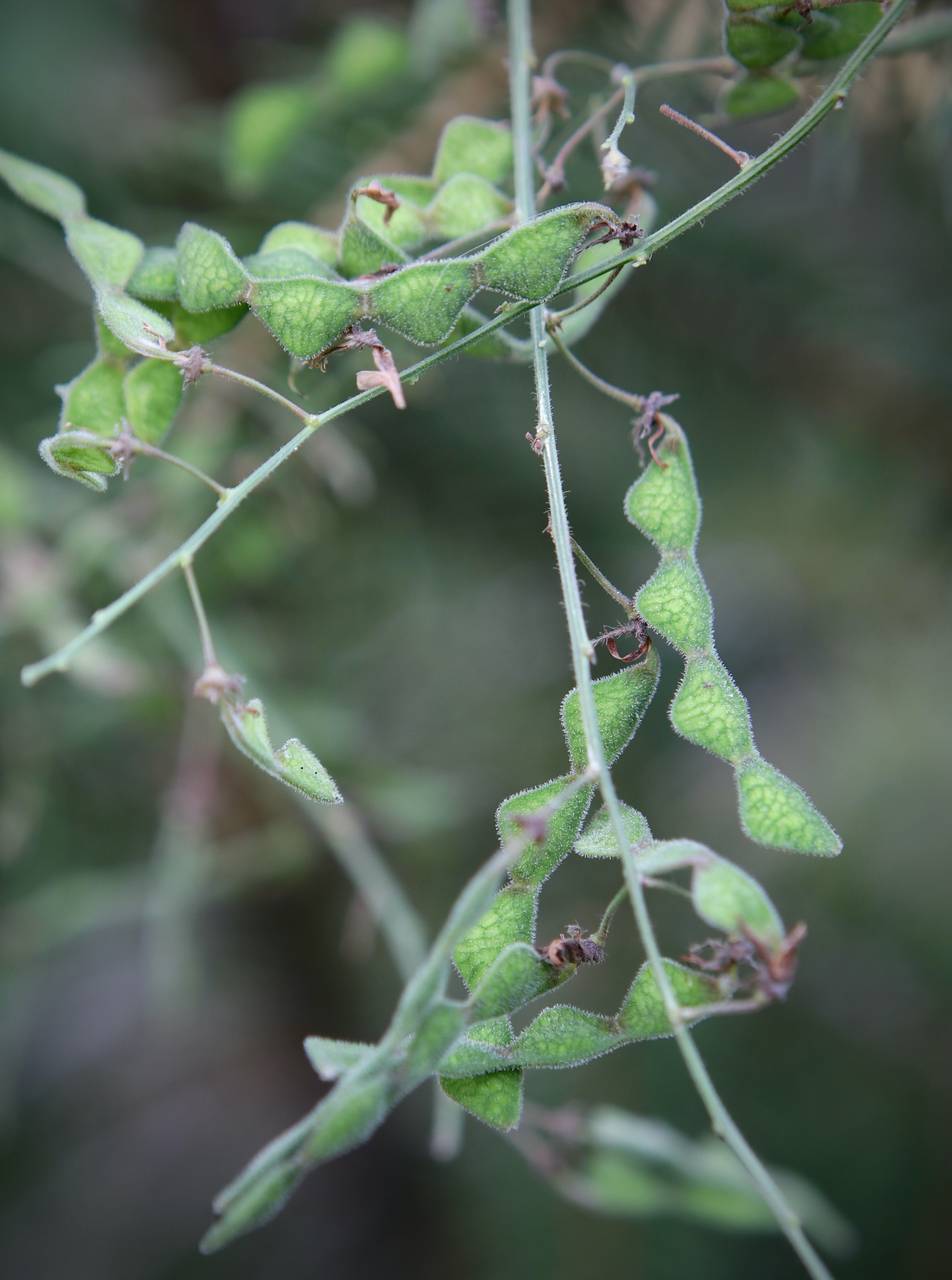 Photo of Panicled Tick Trefoil