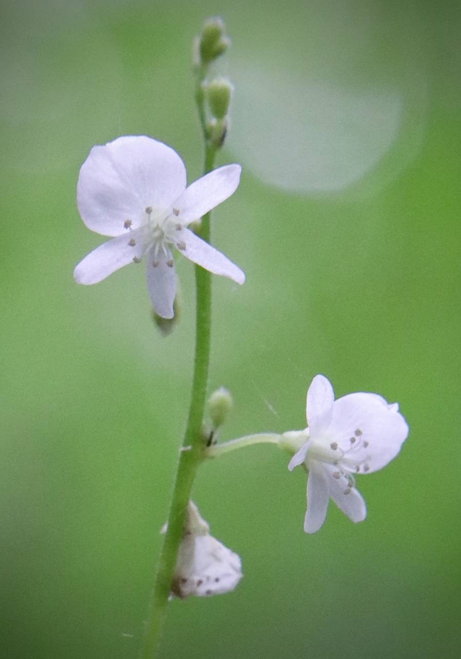 Photo of Few-Flowered Tick Trefoil